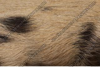 photo texture of fur 0021